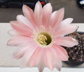 Echinopsis Rheinsalm