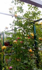 orca-image-1495683328192.jpg_1495683328623