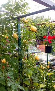 orca-image-1495683322059.jpg_1495683322378