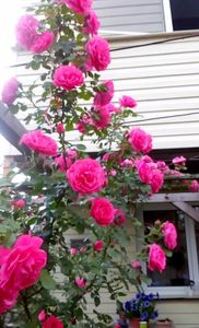 orca-image-1495683298414.jpg_1495683298779