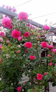 orca-image-1495683292724.jpg_1495683293065