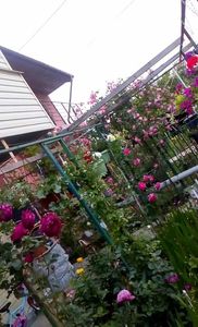 orca-image-1495683282843.jpg_1495683283229