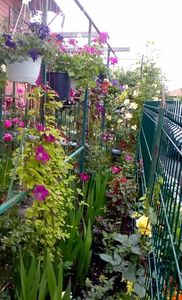 orca-image-1495683272513.jpg_1495683272874