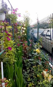 orca-image-1495683221130.jpg_1495683221486