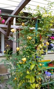 orca-image-1495683206153.jpg_1495683206486