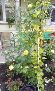 orca-image-1495683200495.jpg_1495683200787