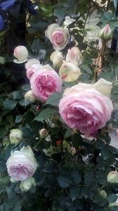 received_1036042879766586