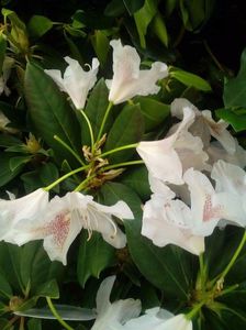 received_244727025995943