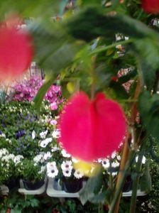 received_244722799329699