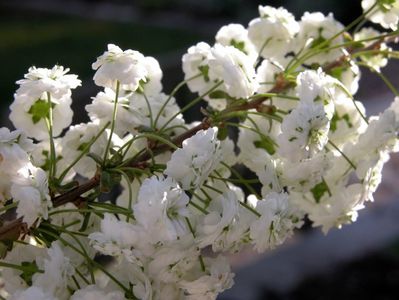 Spirea Prunifolia; Se gaseste prin gradinile noastre
