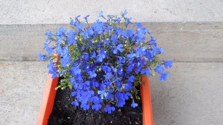 SAM_2759; Lobelia
