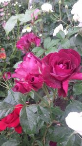 20170527_104751 - Copy