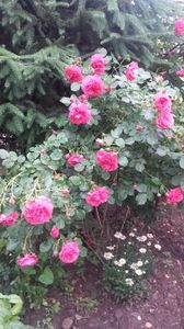 20170527_104915 - Copy