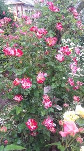 20170527_105207 - Copy