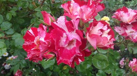 20170527_105235 - Copy