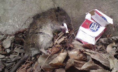 sfârșit tragic