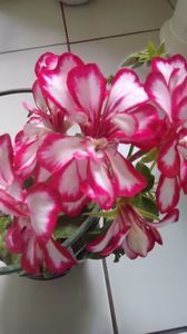 Pelargonium p satirat M.; Mexicanerin
