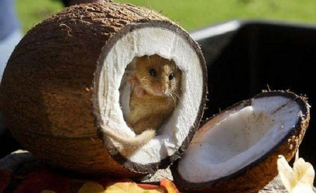 căsuța lui balaban-cocos-șoricelul de pustă