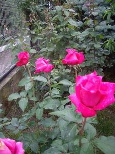IMGP0496