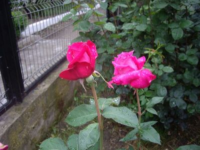 IMGP0498