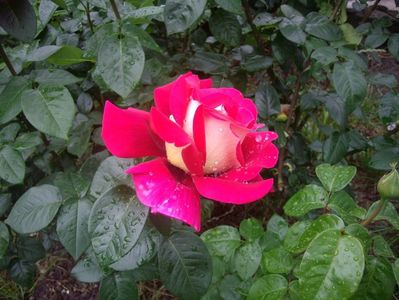 IMGP0501