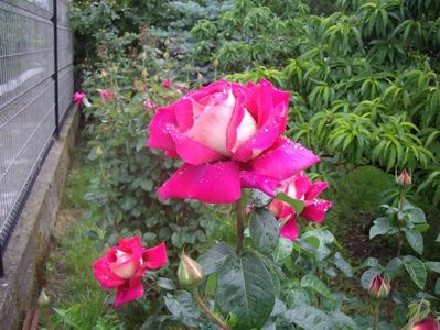 IMGP0502