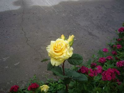 IMGP0508