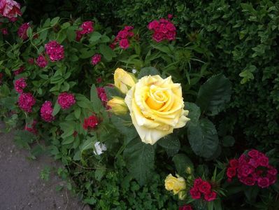 IMGP0519