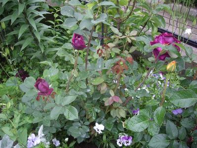 IMGP0521