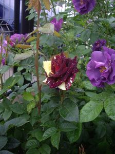 IMGP0524