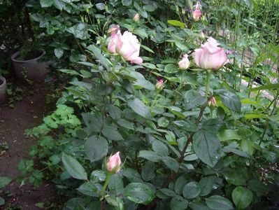 IMGP0526