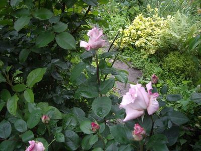 Avant Garden