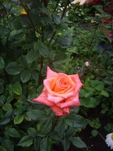 IMGP0529