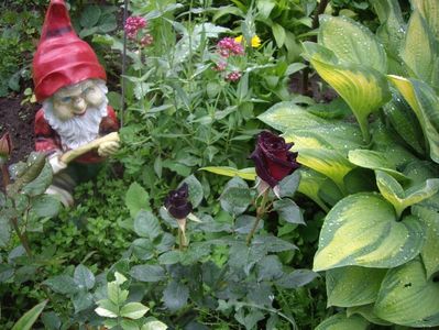 Black Baccara