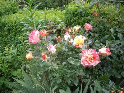 IMGP0538