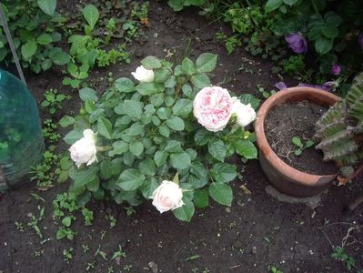 IMGP0544