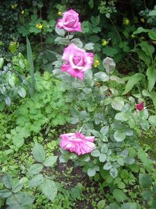 IMGP0547