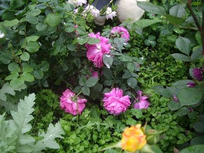 IMGP0554