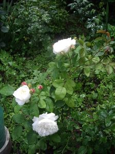 IMGP0555