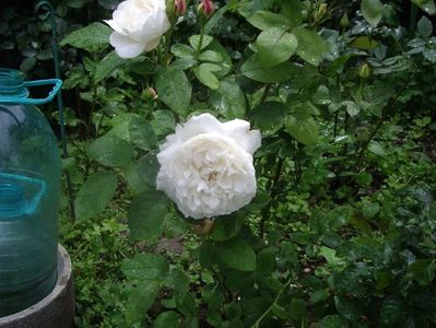 IMGP0556