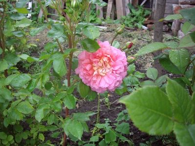 IMGP0562