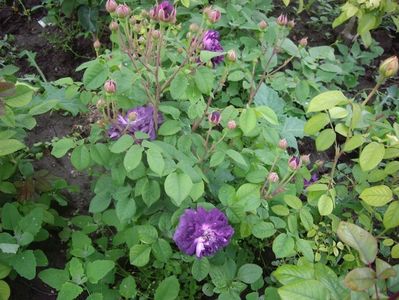 IMGP0563