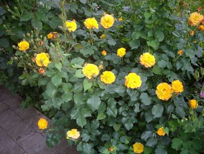 IMGP0565