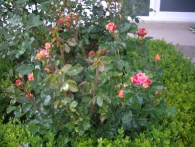IMGP0566