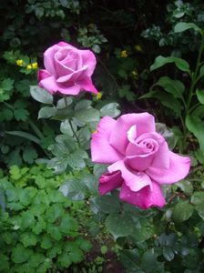 IMGP0589