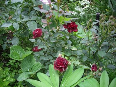 IMGP0591