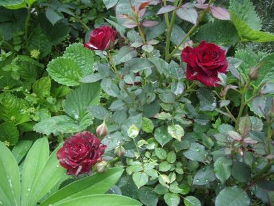 IMGP0593