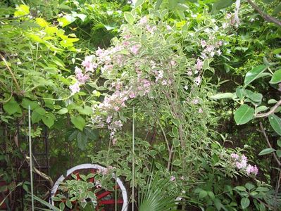 IMGP0594