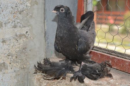 Negru 1