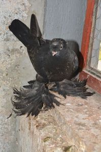 Negru 1